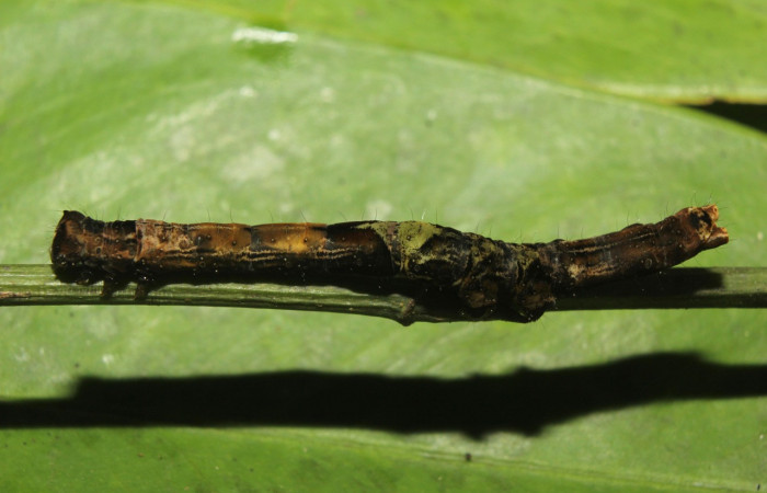 Figura 6. Larva <i>Periphrage </i>Poole01 (Erebidae), último estadío (U) vista lateral, localidad Quebradona Estación Biológica Quica, Sector Pitilla ACG (475m). Voucher: 14-SRNP-70985-DHJ723113.jpg.