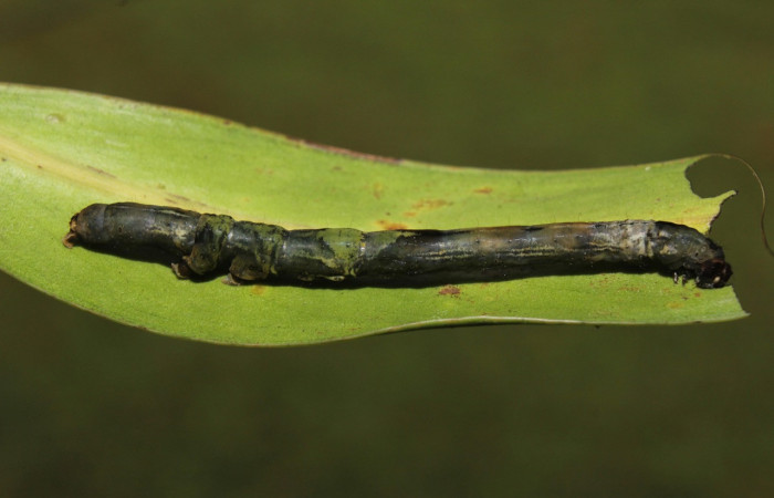 Figura 8. Larva <i>Periphrage</i> Poole01 (Erebidae), último estadío (U) vista dorsall, localidad Quebradona Estación Biológica Quica, Sector Pitilla ACG (475m). Voucher: 14-SRNP-70985-DHJ723205.jpg.