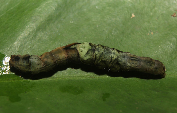 Figura , 9 Larva <i>Periphrage</i> Poole01 (Erebidae), en estado de prepupa vista dorsal, localidad Quebradona Estación Biológica Quica, Sector Pitilla ACG (475m). Voucher: 14-SRNP-70985-DHJ723211.jpg.