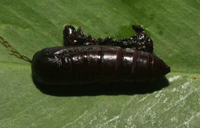Figura 11. Pupa de <i>Periphrage</i> Poole01 (Erebidae), vista dorsal localidad Medrano Estación Biológica Quica, Sector Pitilla ACG (475m). Voucher: 14-SRNP-70985-DHJ723252.jpg.