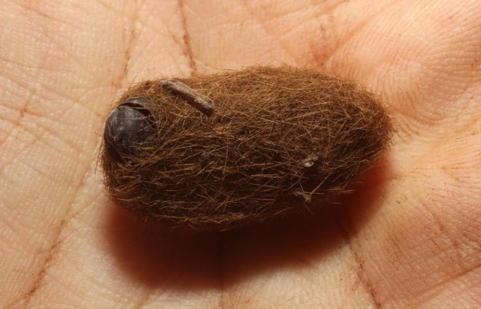 Fig.10 Pupario Tachinidae, <i>Leschenaultia</i> Wood09, parásito del (Erebidae), <i>Munona robpuschendorfi</i>. 12-SRNP-13191.1-DHJ802345.jpg. 
