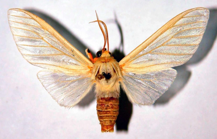 Fig.1 Adulto <i>Munona robpuschendorfi</i>, Erebidae,macho, mostrando la parte dorsal. Voucher: 03-SRNP-19198- DHJ93272.
