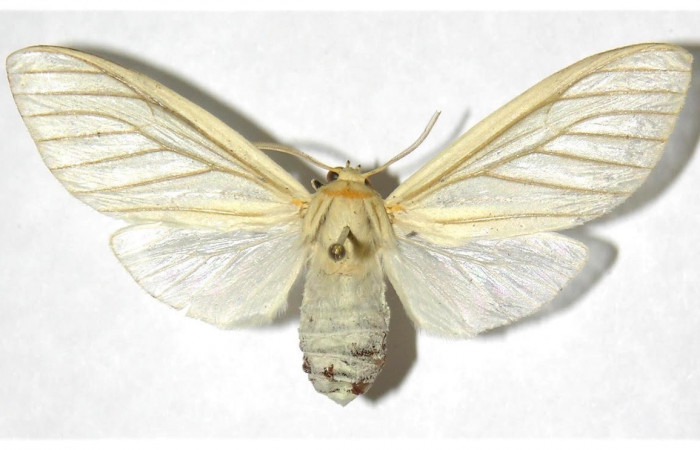 Fig.3 Adulto <i>Munona robpuschendorfi</i>, Erebidae, hembra, mostrando la parte dorsal. Voucher: 04-SRNP-46332-DHJ316330
