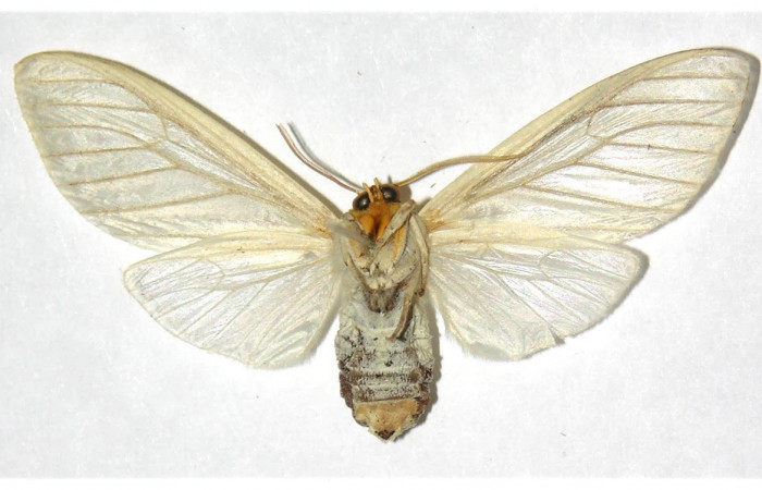 Fig.4 Adulto <i>Munona robpuschendorfi</i>, Erebidae, hembra, mostrando la parte ventral. Voucher: 04-SRNP-46332-DHJ316331. 
