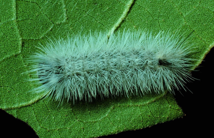 Fig. 8 Larva <i>Munona robpuschendorfi</i>, Erebidae, mostrando la posición dorsal entero. Voucher: 83-SRNP-1301-DHJ6347.jpg. 
