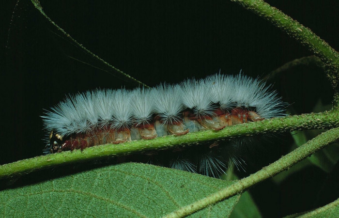 Fig. 9 Larva <i>Munona robpuschendorfi</i>, Erebidae, mostrando la posición lateral entero. Voucher: 87-SRNP-679-DHJ9987.jpg. 
