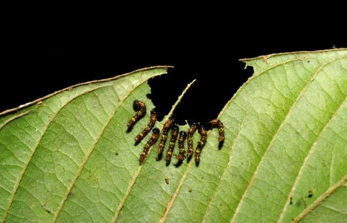 Fig. 3. Larva de <i>Ianassa</i> druceiDHJ04 (Goemetridae), con gran similitud en sus primeros estadíos <i>Ianassa</i> rusticaDHJ05. Voucher: 07-SRNP-33679-DHJ430866.