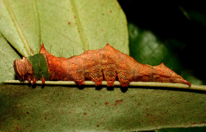 Fig. 6. Larva de <i>Ianassa</i> rusticaDHJ05 (Notodontidae), con polimofismo para una mejor adaptabilidad  y camuflaje de sus depredadores. Voucher: 10-SRNP-36716-DHJ477820.