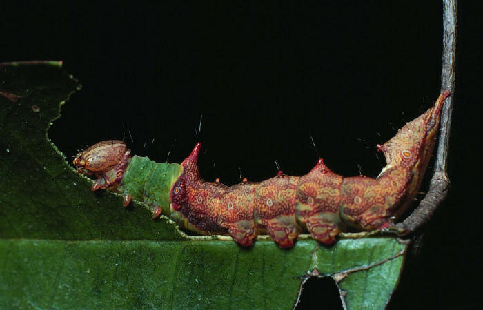 Fig. 8. Larva de <i>Ianassa</i> rusticaDHJ05 (Notodontidae), simulando el borde de la hoja para pasar desapercibida de aves depredadoras. Voucher: 83-SRNP-89-DHJ5012
