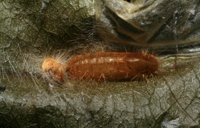 Figura 10.  Pupa de <i>Pirascca arbuscula</i> (Riodinidae) vista dorsal (07-SRNP-65255-DHJ429378)