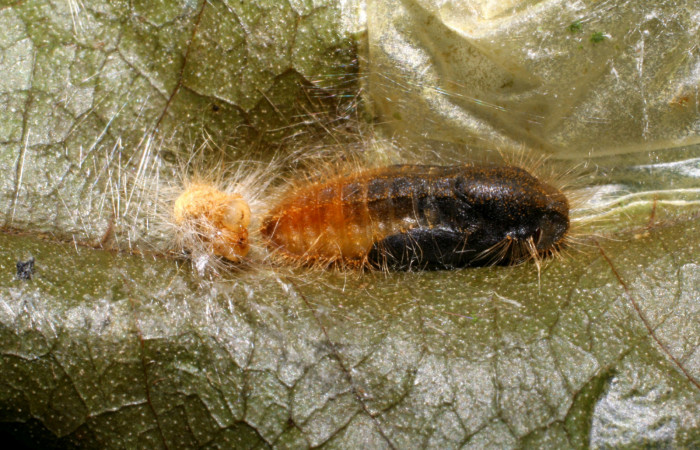 Figura 11.  Pupa de <i>Pirascca arbuscula</i> (Riodinidae) vista dorsal (07-SRNP-65255-DHJ433859)