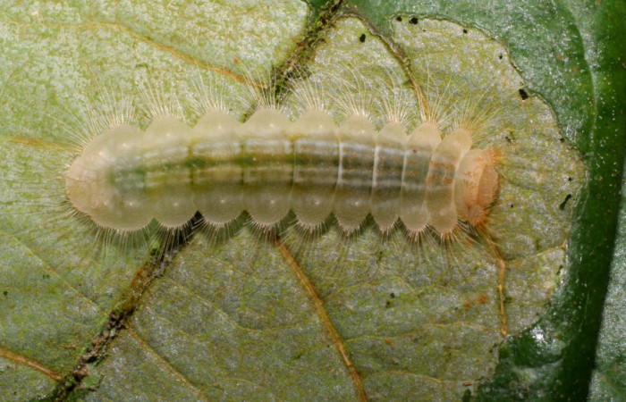 Figura 5.  Larva de <i>Pirascca arbuscula</i> (Riodinidae) vista dorsal (07-SRNP-65255-DHJ433867)
