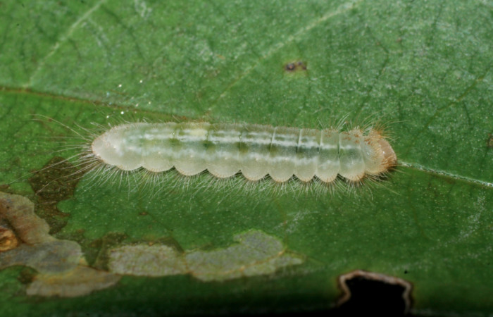 Figura 3.  Larva de <i>Pirascca arbuscula</i> (Riodinidae) vista lateral (08-SRNP-70556-DHJ443331)