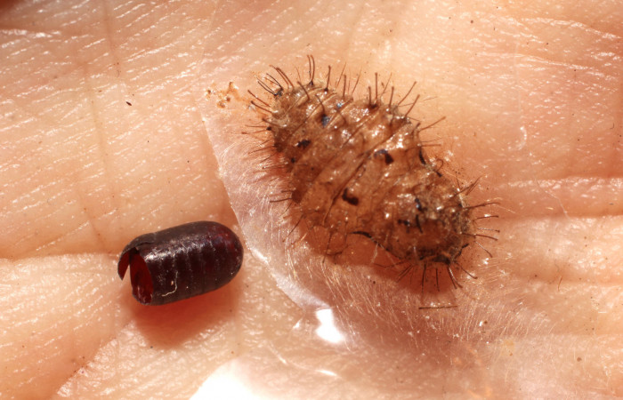 Figura 13.  Restos de pupa de <i>Pirascca arbuscula</i> (Riodinidae) con exubia de pupario de tachJanzen01 Janzen23 (Tachinidae).Voucher (10-SRNP-76245-DHJ498431)