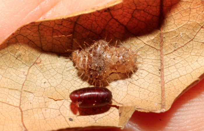 Figura 12.  Restos de pupa de <i>Pirascca arbuscula</i> (Riodinidae) con exubia de pupario de tachJanzen01 Janzen23 (Tachinidae).Voucher (10-SRNP-76245-DHJ498430)