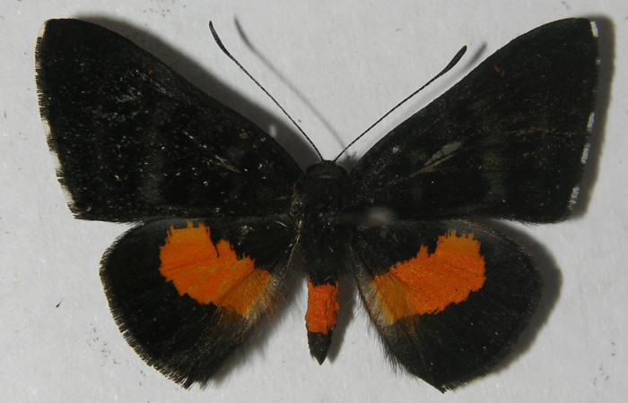 Fig. 18. Macho de  <i>Pirascca tyriotes</i> (Riodinidae)  vista dorsal. Voucher: 11-SRNP-66378-DHJ555626.jpg