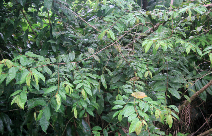 Figura 6.  Planta hospedera de <i>Pirascca arbuscula</i> (Riodinidae) Vochysia ferruginea (Vochyseaceae)