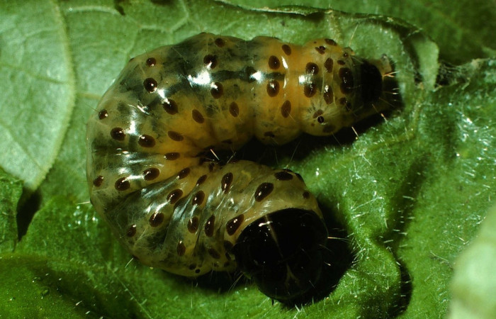 Fig 3. Larva <i>Dysodia</i> Janzen03  mostrando cara en último estadio, 26 mm de largo, Estación Biológica Caribe. Voucher 01-SRNP-5445-DHJ63393.jpg