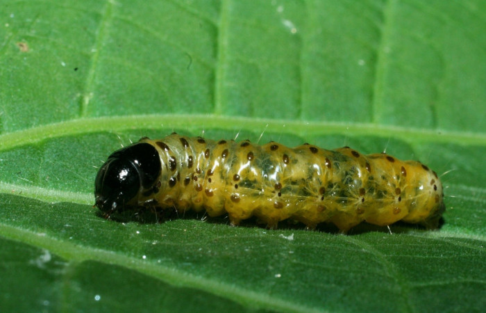 Fig 4. Larva <i>Dysodia</i> Janzen03, lateral entero en último estadio, 20 mm de largo, Sector San Cristóbal.
 Voucher 09-SRNP-1931-DHJ453921.jpg