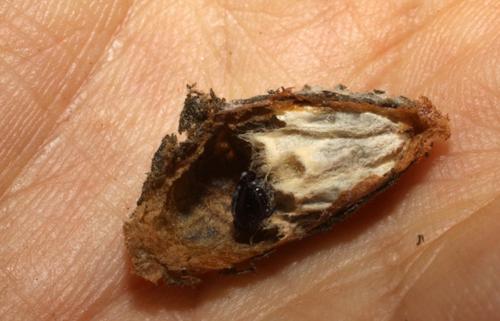 Fig 14. Prepupa de parasito <i>Dysodia</i> Janzen03, Especie <i>Hypomicrogaster luisi</i>. Sub familia Microgastrinae. Familia Braconidae. Sector Santa Rosa.
Voucher 09-SRNP-1931
DHJ476138.jpg.