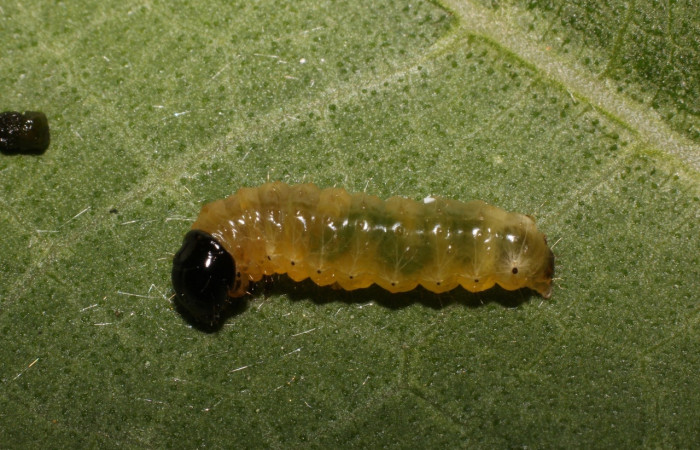 Fig 1. Larva <i>Dysodia</i> Janzen03 lateral entero en penúltimo estadio,15mm de largo,  Estación Biológica La Perla.
 Voucher 20-SRNP-55772-DHJ712806.jpg