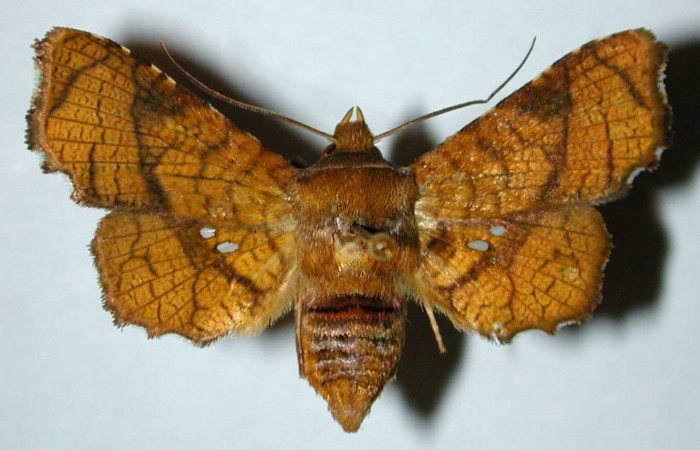 Fig 9. Adulto de <i>Dysodia</i> Janzen03; familia Thyrididae, vista dorsal, en alas abiertas miden 31mm. 
Voucher 98-SRNP-15167-DHJ35084.