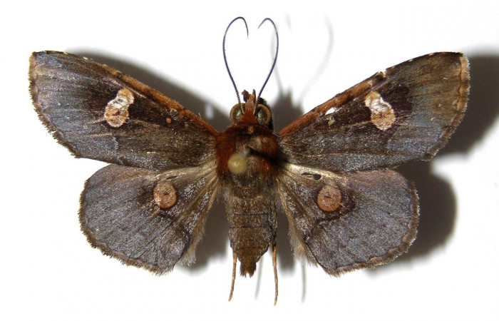 Figura 18. Adulto (dorsal), <i>Oxidercia</i> Poole02 (Erebidae). (00-SRNP-14461-DHJ328244).