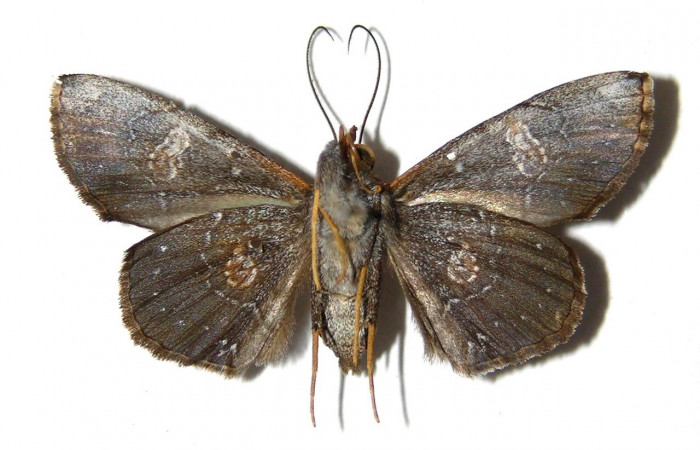 Figura 19. Adulto (ventral), <i>Oxidercia</i> Poole02 (Erebidae). (00-SRNP-14461-DHJ328245).
