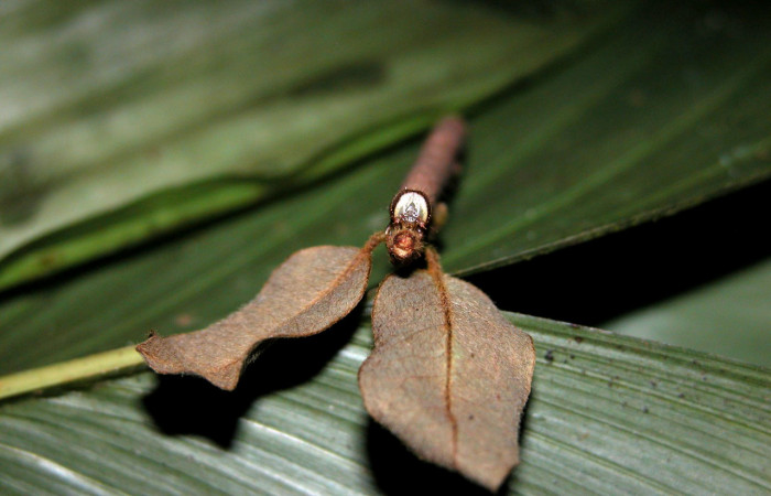 Figura 6. Detalle de cabeza, <i>Oxidercia thaumantis</i> (Erebidae). (04-SRNP-42259- DHJ401688).
