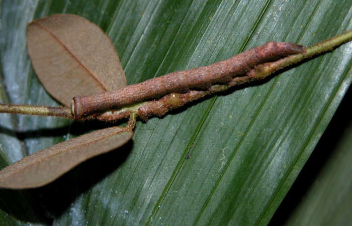 Figura 7. Detalle lateral, <i>Oxidercia thaumantis</i> (Erebidae). (04-SRNP-42259-DHJ401690).