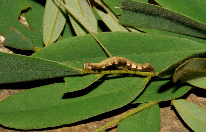 Figura 2. Detalle de tercer estadío, <i>Oxidercia thaumantis</i> (Erebidae). (08- SRNP-6289-DHJ448830).
