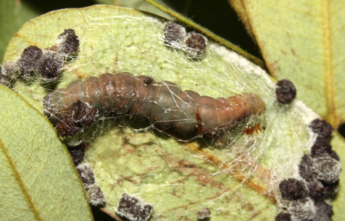 Figura 12. Detalle de prepupas , <i>Oxidercia thaumantis</i> (Erebidae). (13-SRNP-31370- DHJ701656).