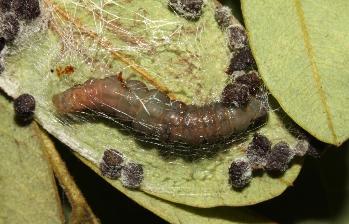 Figura 13. Detalle de prepupas, <i>Oxidercia thaumantis</i> (Erebidae). (13-SRNP-31370- DHJ701658).