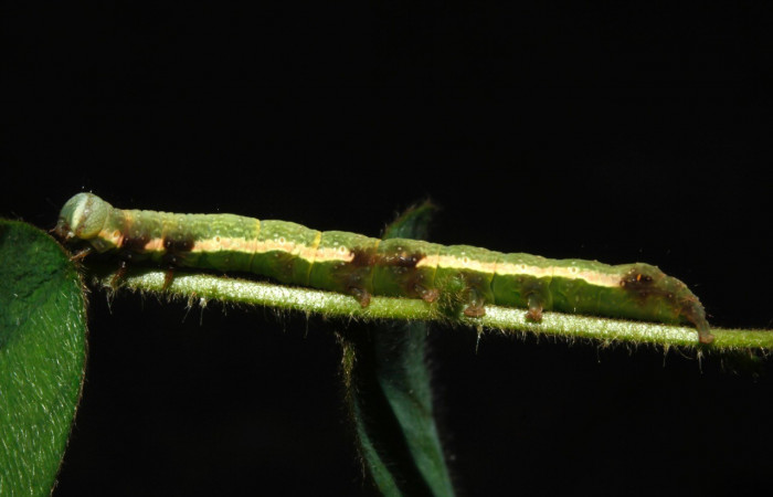 Figura 10. Detalle lateral, <i>Oxidercia</i> Poole02 (Erebidae). (16-SRNP-27781-DHJ730882).