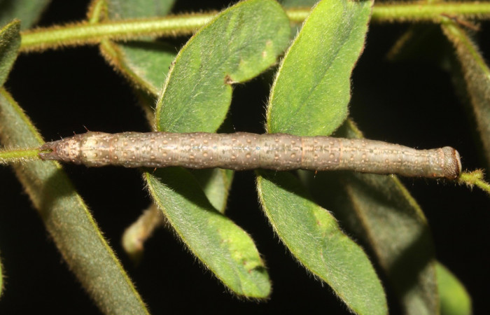 Figura 8. Detalle dorsal, <i>Oxidercia thaumantis</i> (Erebidae). (19-SRNP-40237-DHJ767394).