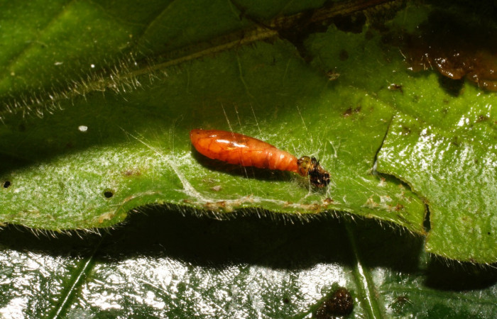 Figura 5. Pupa de <i>Helcystogramma</i> Janzen347 (Gelechiidae), vista dorsal, localidad Estación Cacao, Sector Cacao ACG (1150m). Voucher: 10-SRNP-35633-DHJ477508.jpg.