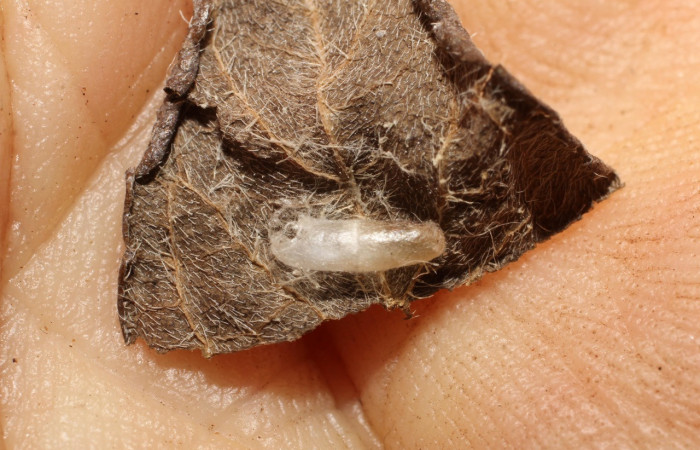 Figura 11. Restos de capullo de parásito <i>Campoplex</i> NV-3000 (Ichneumonidae) que ataca <i>Helcystogramma</i> Janzen347 (Gelechiidae), localidad Estación La Perla, Sector Mundo Nuevo ACG (325m). Voucher: 10-SRNP-56163-DHJ800240.jpg.