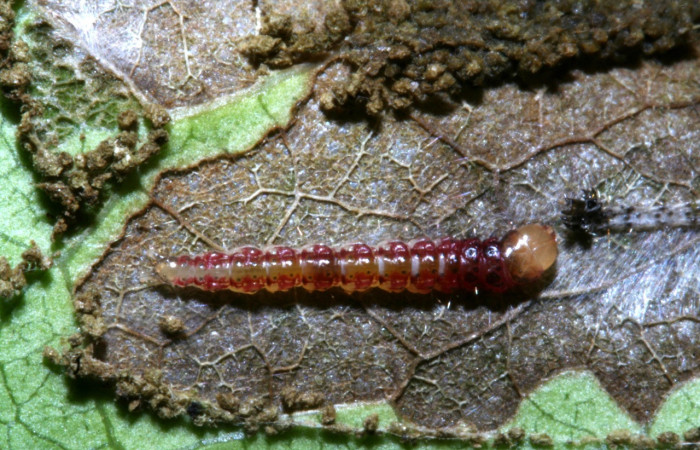 Figura 13. Larva <i>Helcystogramma luminosa</i> (Gelechiidae), último estadío (U) vista dorsal, localidad Sendero Guaca, Sector Rincón Rain Forest ACG (400m). Voucher: 11-SRNP-42480-DHJ483318.jpg.