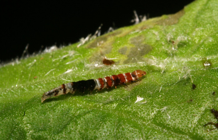 Figura 2. Larva <i>Helcystogramma</i> Janzen347 (Gelechiidae), penúltimo estadío (PU) vista dorsal, localidad Sendero Anonas, Sector Rincón Rain Forest ACG (405m). Voucher: 12-SRNP-41454-DHJ489545.jpg.