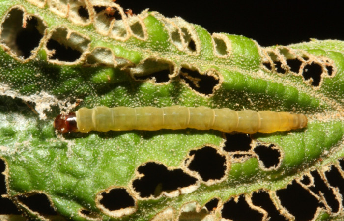 Figura 15. Adulto de <i>Helcystogramma</i> Janzen362 (Gelechiidae), último estadío (U) vista dorsal, localidad Vochysia, Sector Rincón Rain Forest ACG (320m). Voucher: 12-SRNP-43251-DHJ707112.jpg.