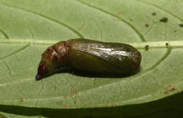  Pupa de <i>Neoselenia banasa</i> en posición dorsal (Geometridae). Sector Cacao, Estación Cacao. Voucher 20-SRNP-36736-DHJ771367.jpg.