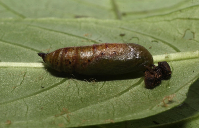  Pupa de <i>Neoselenia banasa</i> en posición lateral(Geometridae). Sector Cacao, Estación Cacao. Voucher 20-SRNP-36736-DHJ771365.jpg.
