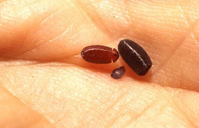  Puparios de parásito de <i>Campylocheta</i> Wood06 en  <i>Neoselenia banasa</i> (Geometridae) . Sector Cacao, Sendero Derrumbe. Voucher 10-SRNP-35454-DHJ800113.jpg.