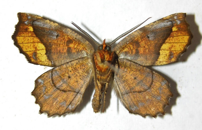  Adulto de <i>Neoselenia</i> Janzen217 en posición ventral (Geometridae). Sector San Cristóbal, Cementerio Viejo. Voucher 13-SRNP-3385-DHJ594155.