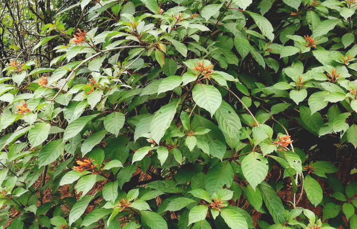  <i>Hamelia patens</i> (Rubiaceae), planta hospedera de <i>Neoselenia banasa</i> (Geometridae. Sector San Cristóbal, Puente Palma. Foto, Elda Araya, 22 Julio 2022.  
