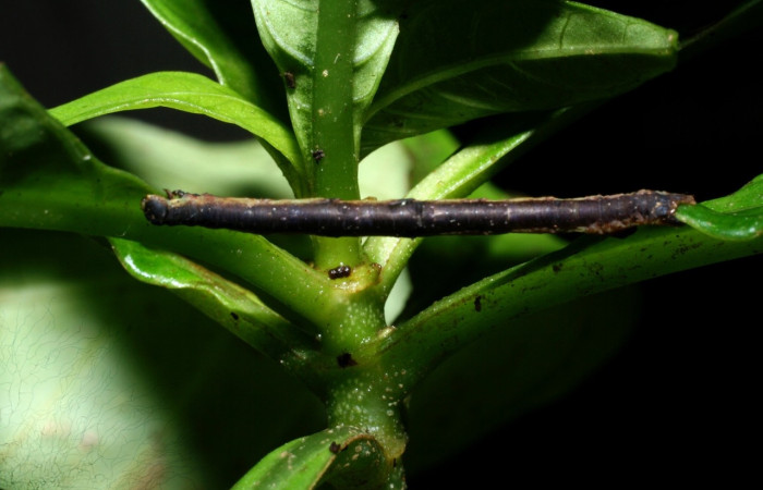  Larva en posición dorsal de <i>Neoselenia banasa</i> (Geometridae), PPU estadio. Sector Cacao, Estación Cacao. Voucher 09-SRNP-36648-DHJ459269.jpg.