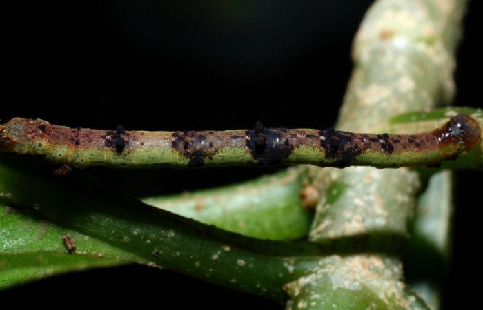  Larva en posición dorsal de <i>Neoselenia banasa</i> (Geometridae), PPU estadio. Sector Cacao, Estación Cacao. Voucher 09-SRNP-36649-DHJ459273.jpg.