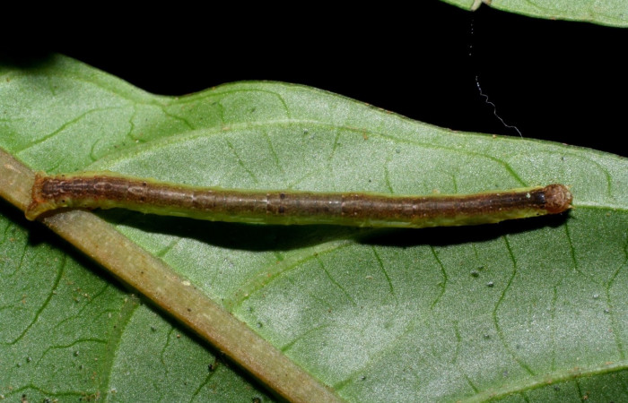  Larva en posición dorsal de <i>Neoselenia banasa</i> (Geometridae), PU estadio. Sector Cacao, Sendero Derrumbe. Voucher 08-SRNP-35609-DHJ441084.jpg.