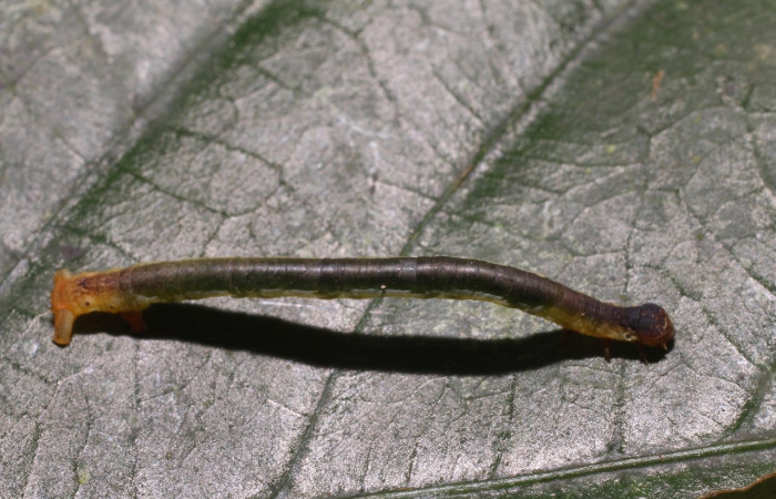  Larva en posición dorsal de <i>Neoselenia</i> Janzen217 (Geometridae), PU estadio. Sector San Cristóbal, Sendero Corredor. Voucher 18-SRNP-2890-DHJ758168.jpg.