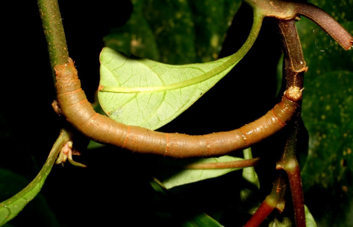  Larva en posición dorsal de <i>Neoselenia banasa</i> (Geometridae), U estadio. Sector Cacao, Sendero Derrumbe. Voucher 06-SRNP-35137-DHJ413594.jpg.
